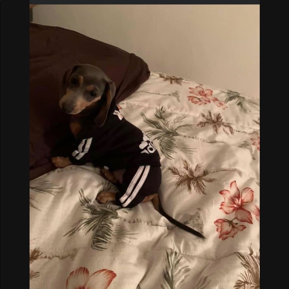 2 Adidas doggy outfits - Picture 2 of 5